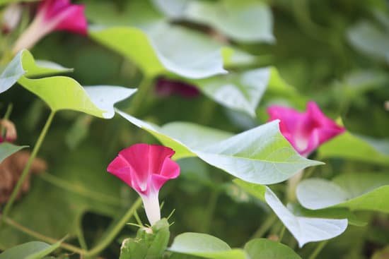 canva morning glory MAC K0zoGD8