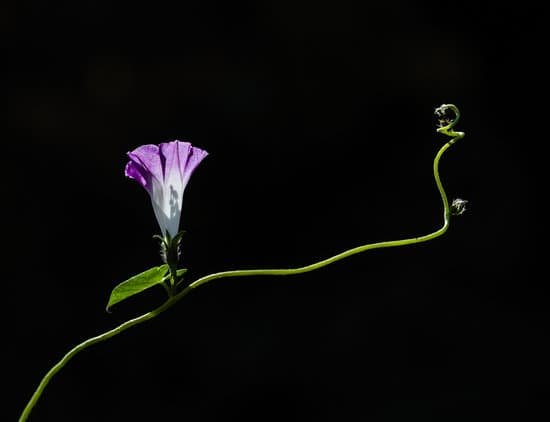 canva morning glory
