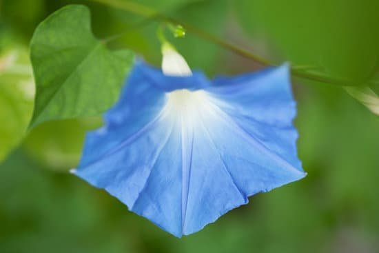 canva morning glory MADA1gagpKo