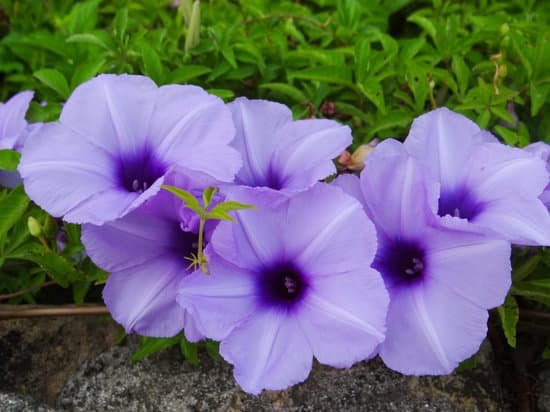 canva morning glory MADAlFas660