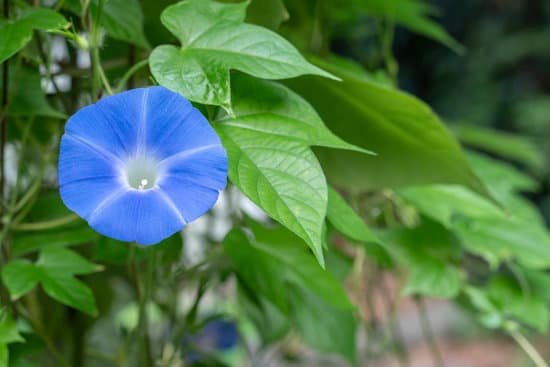 canva morning glory. MAC7fhFlZqc