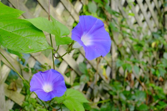 canva morning glory. MADFNtmeRh4