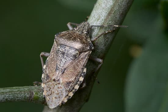 canva mottled stink bug MAD90d3kqXk