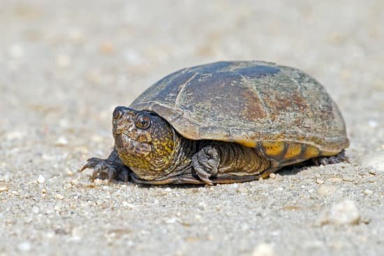 canva mud turtle MADCQR4JXq0