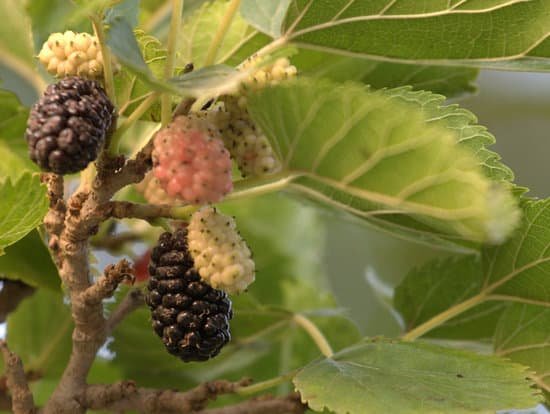 canva mullberries MADB9PD6nFo