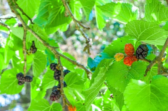 canva mullberries on the tree MADCO5pwVTE