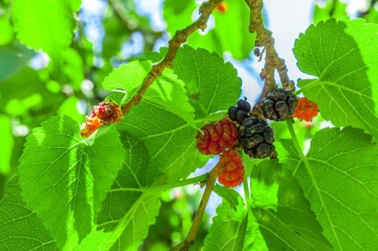 canva mullberries on the tree MADCOiWWnCY