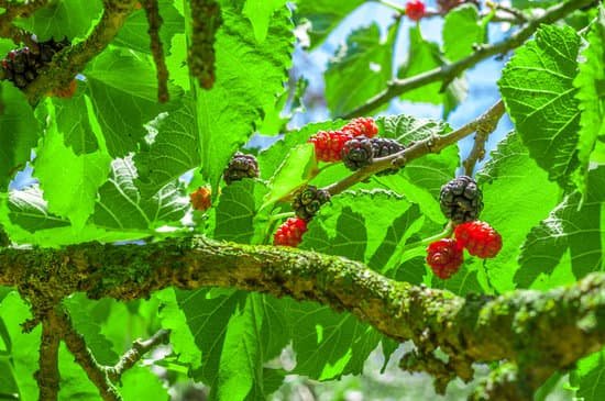 canva mullberries on the tree MADCOj9bmrM