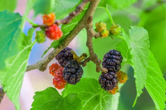 canva mullberries on the tree MADCOlsLLmU