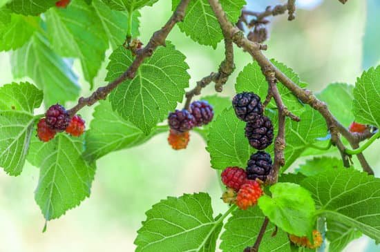 canva mullberries on the tree MADCOzFVKzw