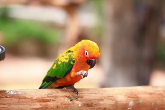 canva multi colored parrot MADBghW5B3o