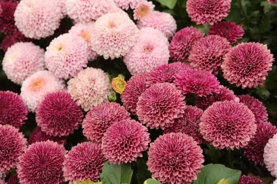 canva mum small wonder bluestone perennials MAEECp7gvbk