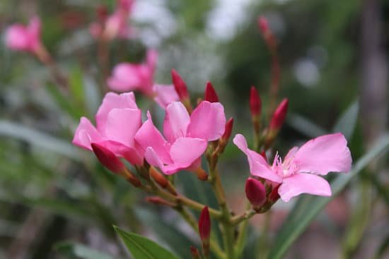 canva nerium oleander pink MADADUC E9k