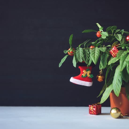 canva nightshade christmas tree with red xmas boot ball and gift box. green pot plant nightshade with berries and red christmas decoration on dark background. MADLqI1OTA0