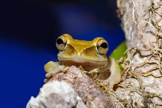 canva nocturnal frog boophis madagascar wildlife