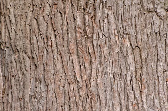 canva oak bark texture MAC1r1IPSUY
