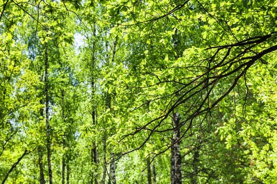 canva oak branch and birch trees
