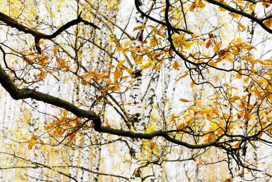 canva oak branch with birches MAC3 A77bKI