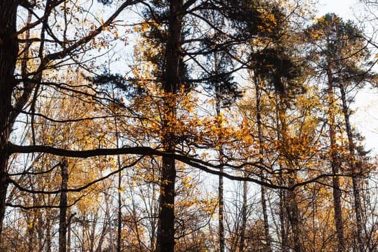 canva oak branches MAC395z1lwU