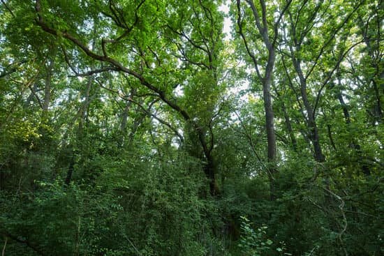 canva oak forest in the summer MACXoLTGpkw