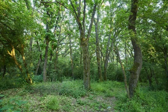 canva oak forest in the summer MACXoP8l2fw