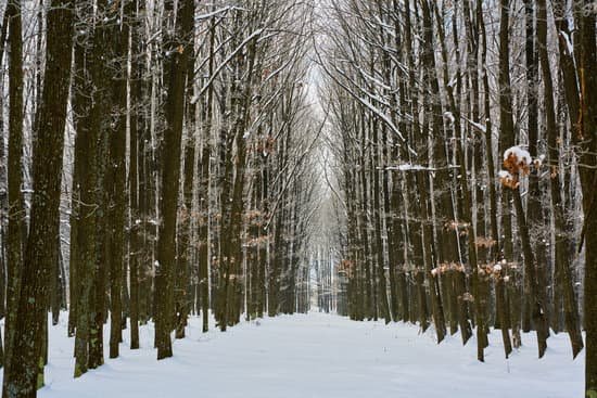 canva oak forest in the winter MACKG OBbh4
