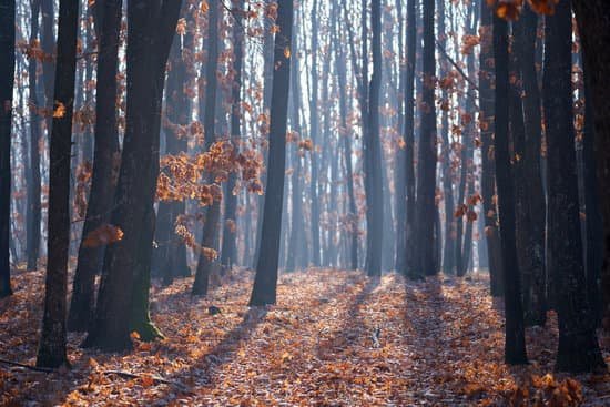 canva oak forest in the winter