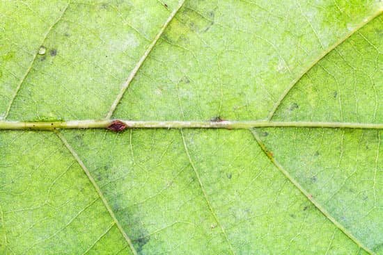 canva oak green leaf close up MAC394QlIzg