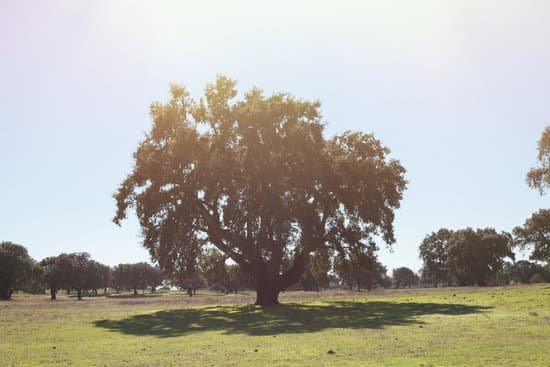 canva oak holms ilex in a mediterranean forest MAC0ir t6r4