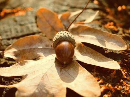 canva oak leaf and acorns on tree stump MAELsJbsUNQ