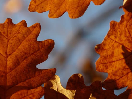 canva oak leaves closeup MAEFeD1oOqY