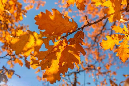 canva oak leaves in autumn MAEJMh1VLQo