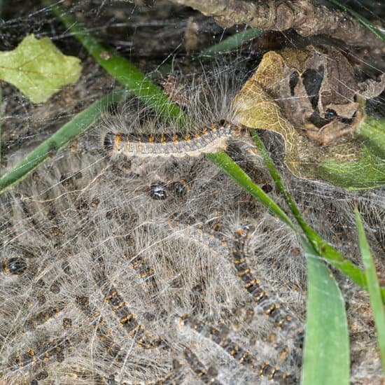 canva oak processionary moth caterpillar nest MAB2o0Y glU