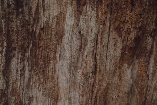 canva oak tree bark MAC4 YmKZmI