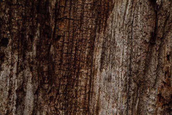 canva oak tree bark MAC4 coaz6k