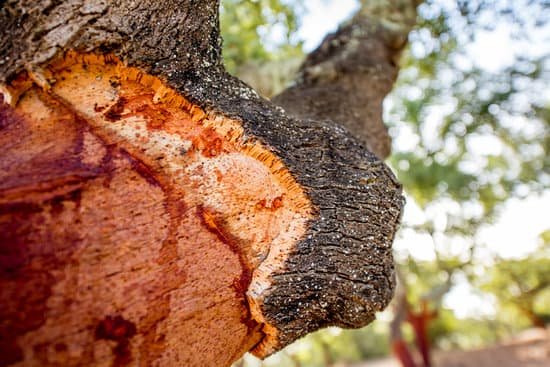 canva oak tree bark closeup MACpaslroR8