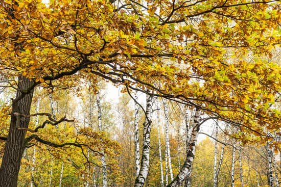 canva oak tree with birches in the background MAEKwvGfGl8