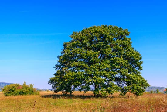 canva oak tree with blue sky MAD6vAhdMko