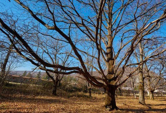 canva oak trees MABnnvLpq94