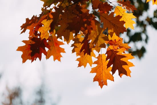 canva oak yellow leaves on tree