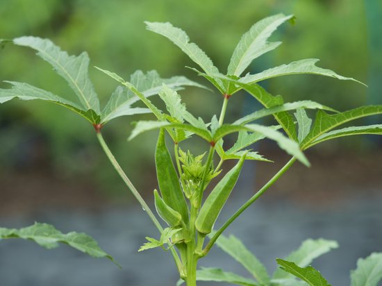 canva okra field