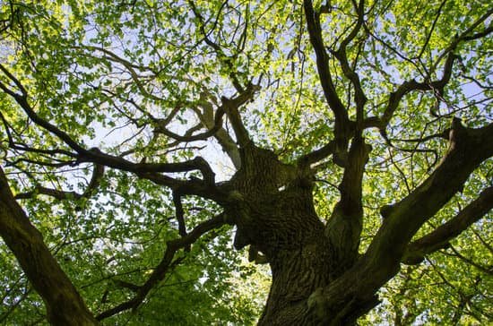 canva old oak tree MABS7QXBs18