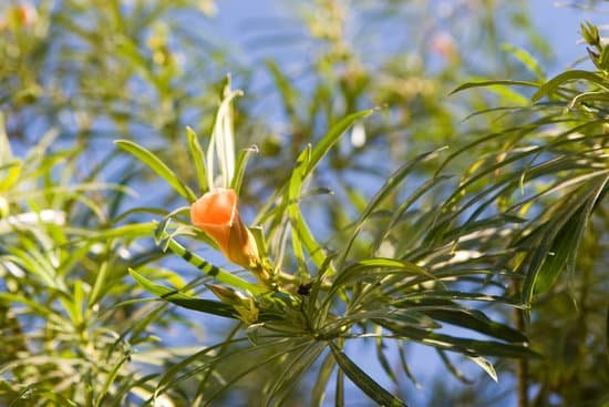 canva oleander MAC8cBOnNJw