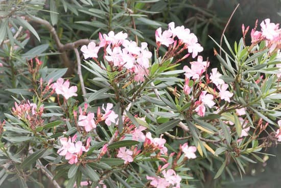 canva oleander MADA1BcD0yo