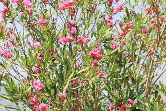canva oleander MADA4p5sRGM