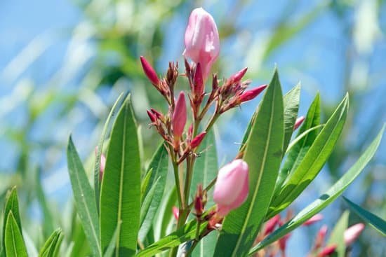 canva oleander MADABTpDud4