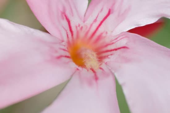 canva oleander MADBBOY dZE