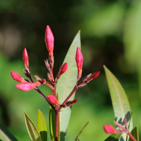 canva oleander MADBBybPLLE