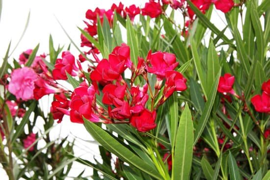 canva oleander MADBO16 SYw