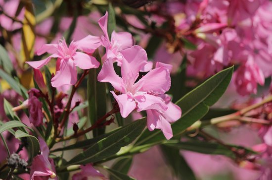 canva oleander MADF0srYCSg